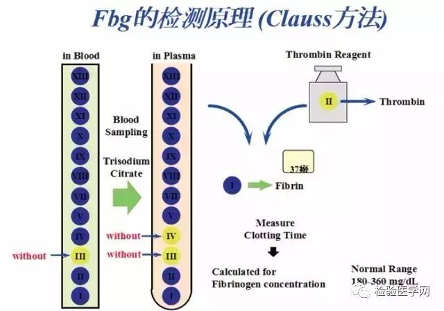 血液凝固的原理_图为血液凝固机理