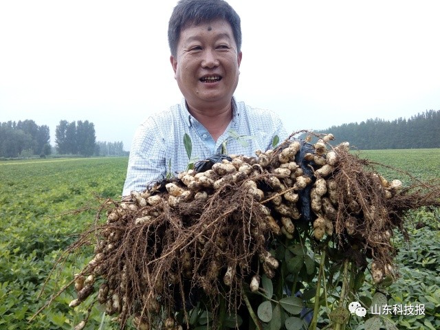 花生亩产千斤低成本栽培新技术暨新品种观摩会即将开始!