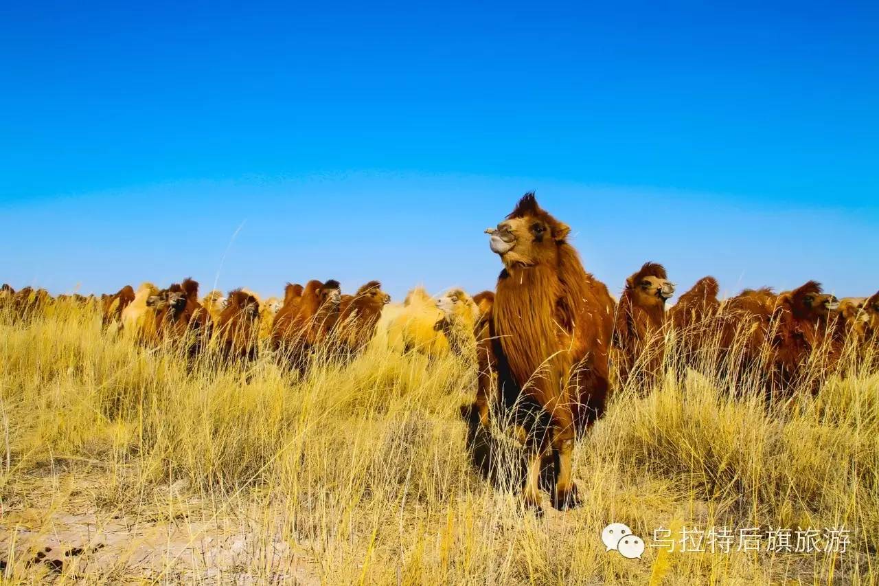 这是一组关于乌拉特后旗景观景区的诗歌,我愿意以诗歌的方式放歌草原