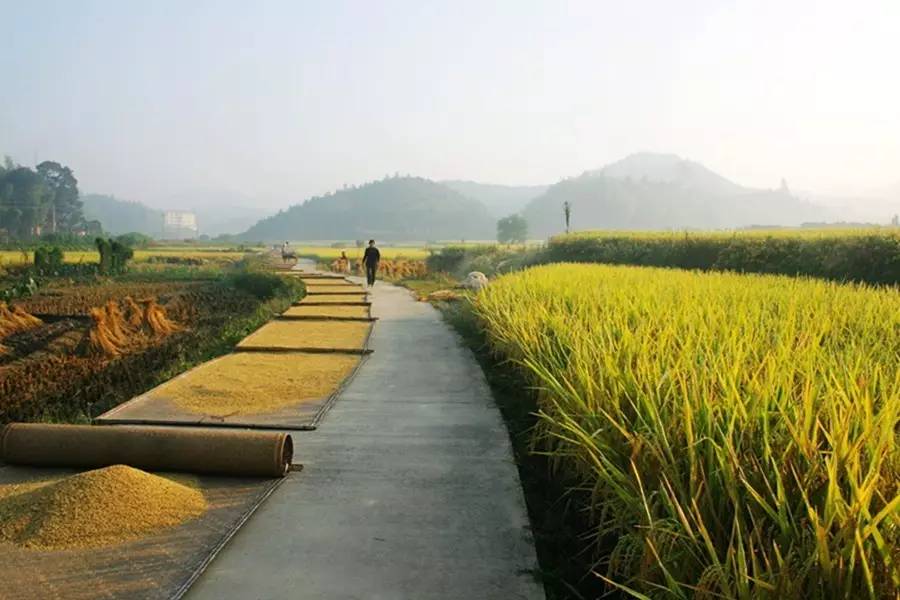 陌阡车马驰,田间小路纵横交错,运送稻谷的车马在奔忙着,一片丰收的