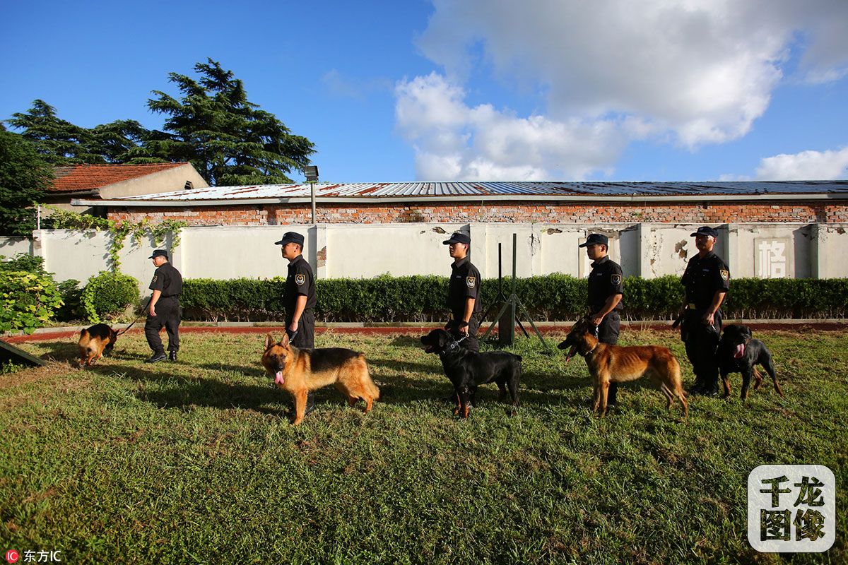 探班上海警犬训练基地 个个都是英勇"好汉"