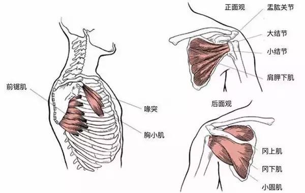 一个练前锯肌的健身动作,你也喜欢鲨鱼线,子弹肌吗?