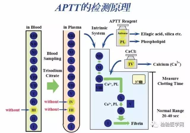 血液凝固的原理_图为血液凝固机理