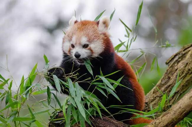 和大熊猫一样,小熊猫在进化中选择了竹子作为食物(估计也是因为懒)