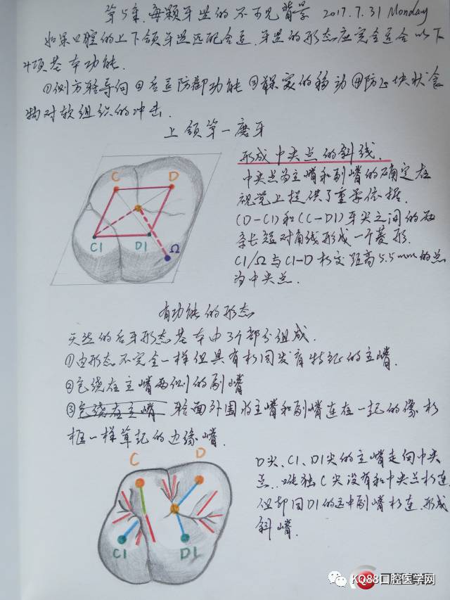 期待许久的《afg牙齿解剖功能几何学》于上月由周锐老师团队翻译完成