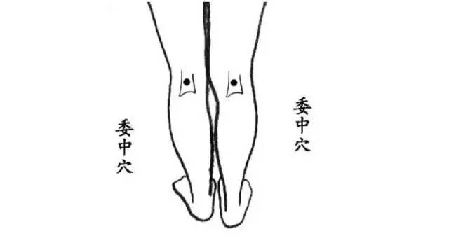 ③ 膝窝的委中穴,位于腿窝的中心点上,每次拨动或敲打不少于36下.