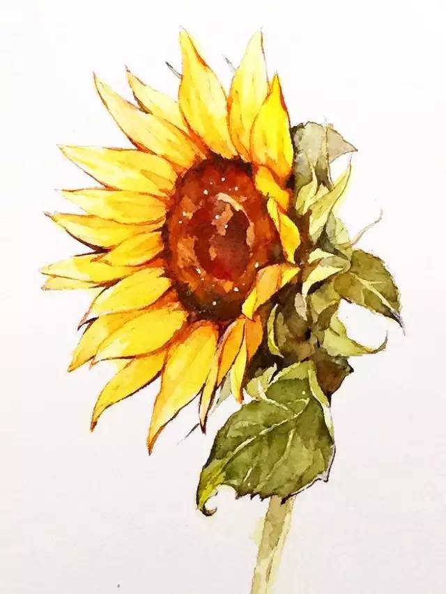 水彩手绘向日葵,向灿烂不息的生命致敬 | 8月25日
