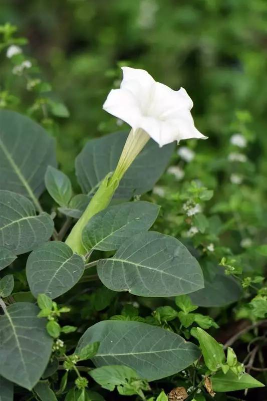 揭秘河神里神秘的骆驼花