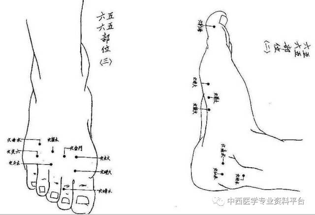 董氏穴位图片-医生必备