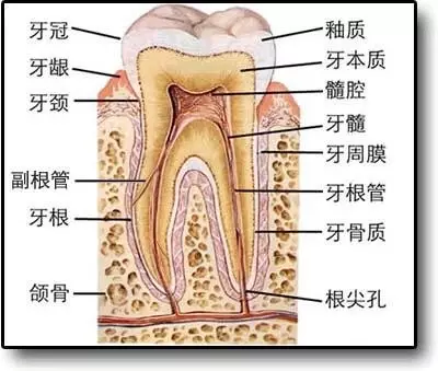 人口腔照片_人口腔上皮细胞