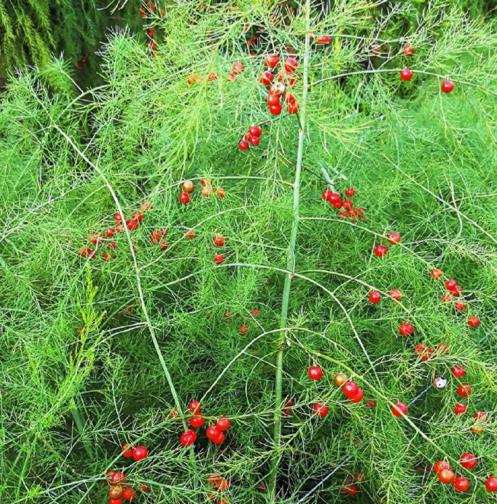 芦笋被誉为蔬菜之王,有人叫它山苞米,有人叫