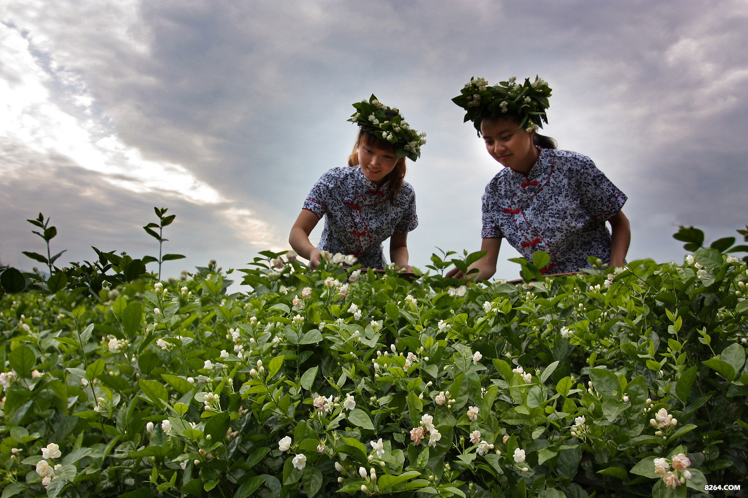 不仅仅只有美白,茉莉花茶也有它的故事