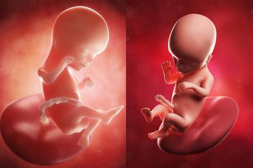 怀孕四个月胎儿图怀孕四个月有胎动吗