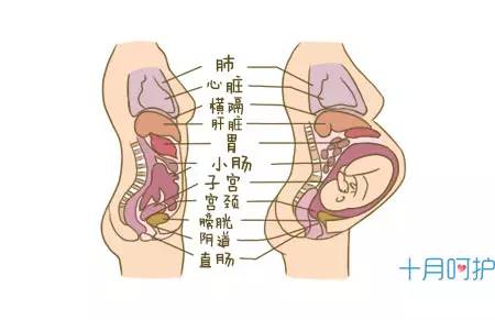 了在孕期母体为了给胎儿腾出生长空间,愣是把内脏器官生生地挤向两端