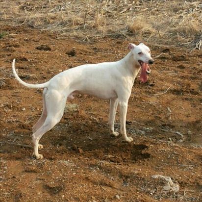 格力犬和灵缇犬的差别都有什么特点