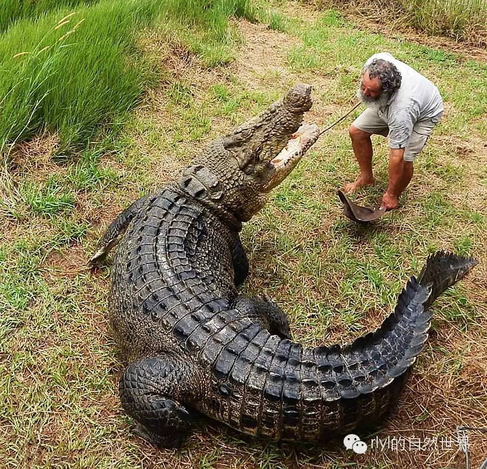 澳大利亚,鳄鱼最想吃的一个人!