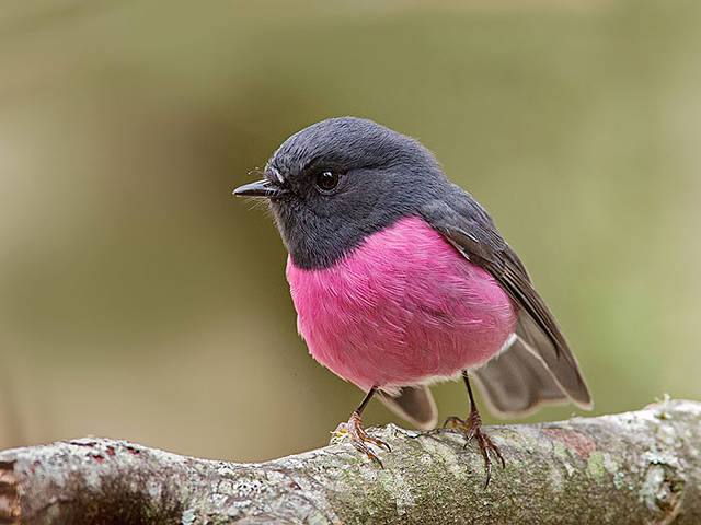 pink robin(粉红罗宾鸟),蛋也是彩色的喔