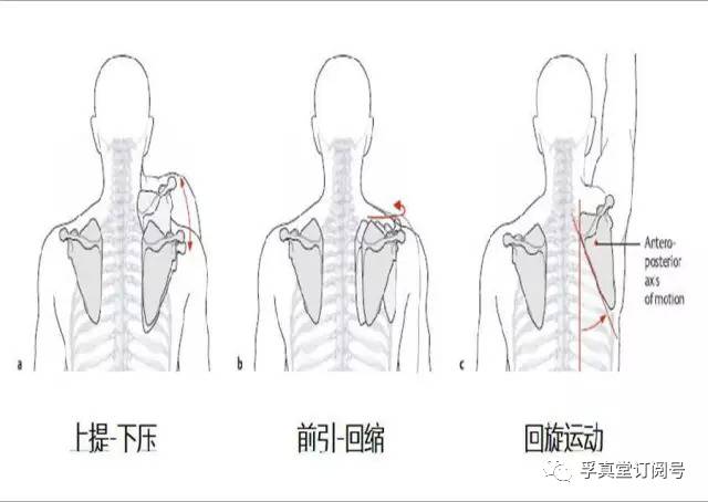 康复临床中处理肩关节受限(疼痛)的思路.