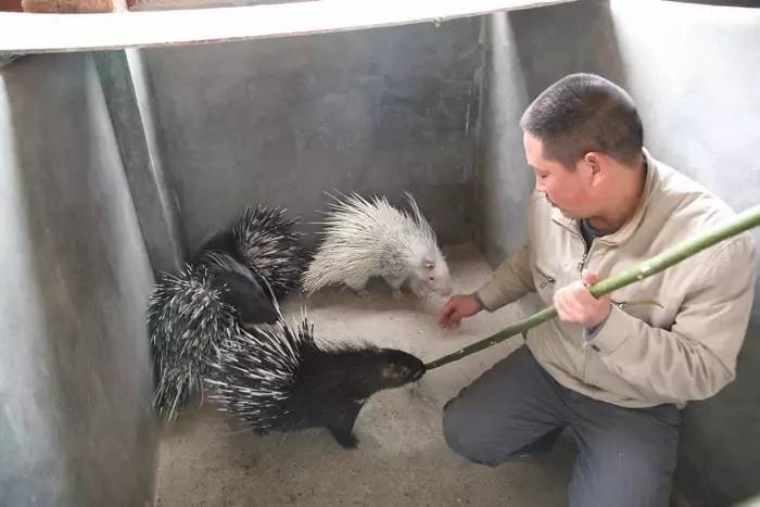 满身刺却不是刺猬叫猪却不是猪你认识它么