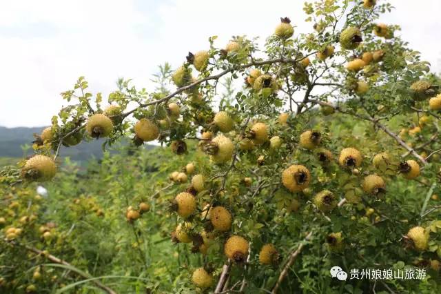 刺梨(rosaroxbunghii)为蔷薇科多年生落叶灌木缫丝花的果实,又名山王