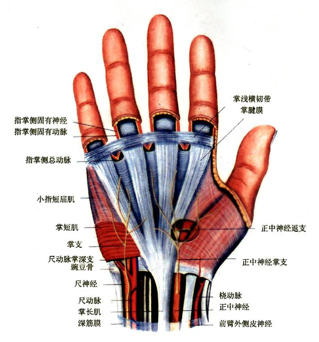 正常人体解剖学-认识自己之手关节 认识手呵护健康从