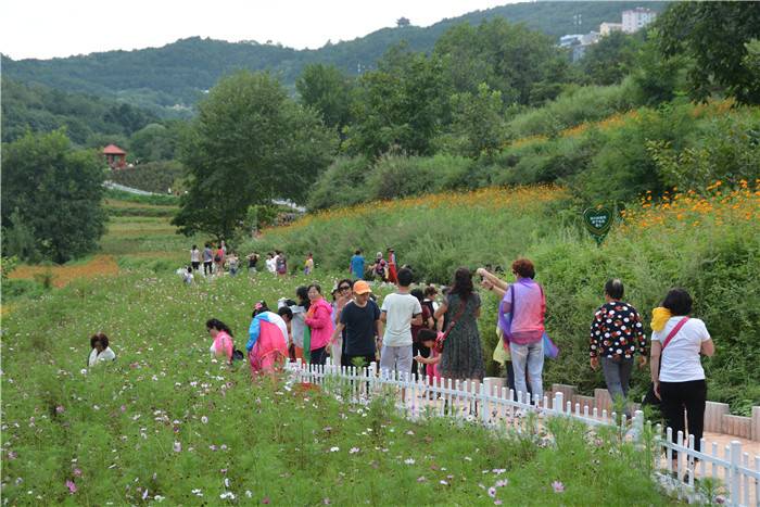 来宜君旅游的人们越来越多,动漫花溪谷景区门口,一辆辆旅游大巴车将