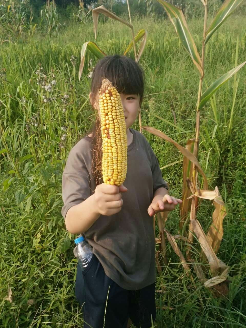 女孩儿说,老师我要把我收获的最大的玉米送给我妈妈.