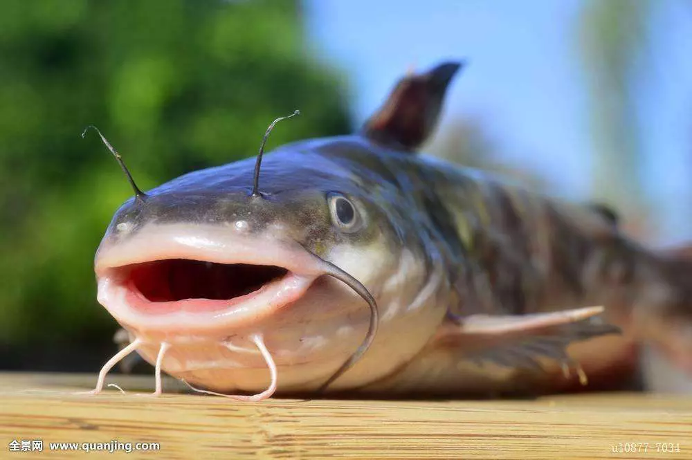 鲶鱼类:鲶鱼类长相明星眼距较宽,并且多为细长眼,嘴唇较厚,第一眼看