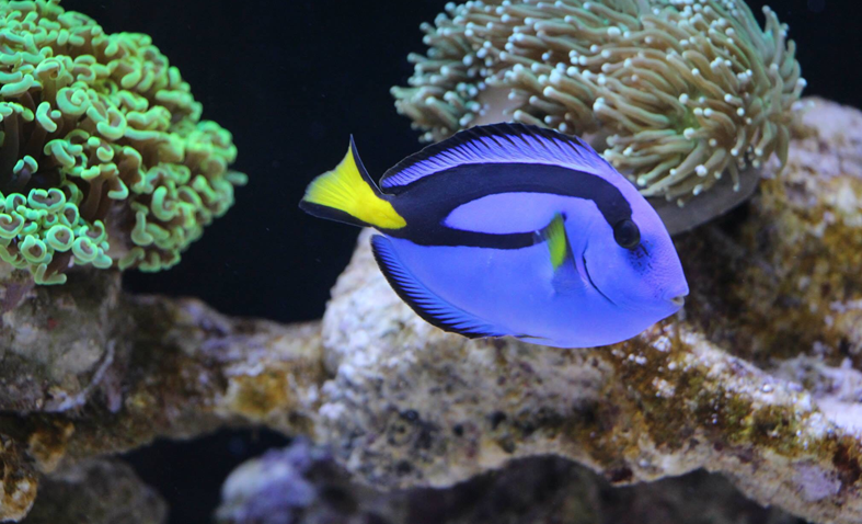 原创介绍几种海水鱼