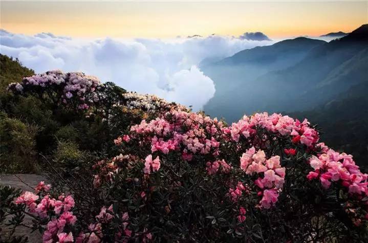 每年有几十种杜鹃花盛开在山间