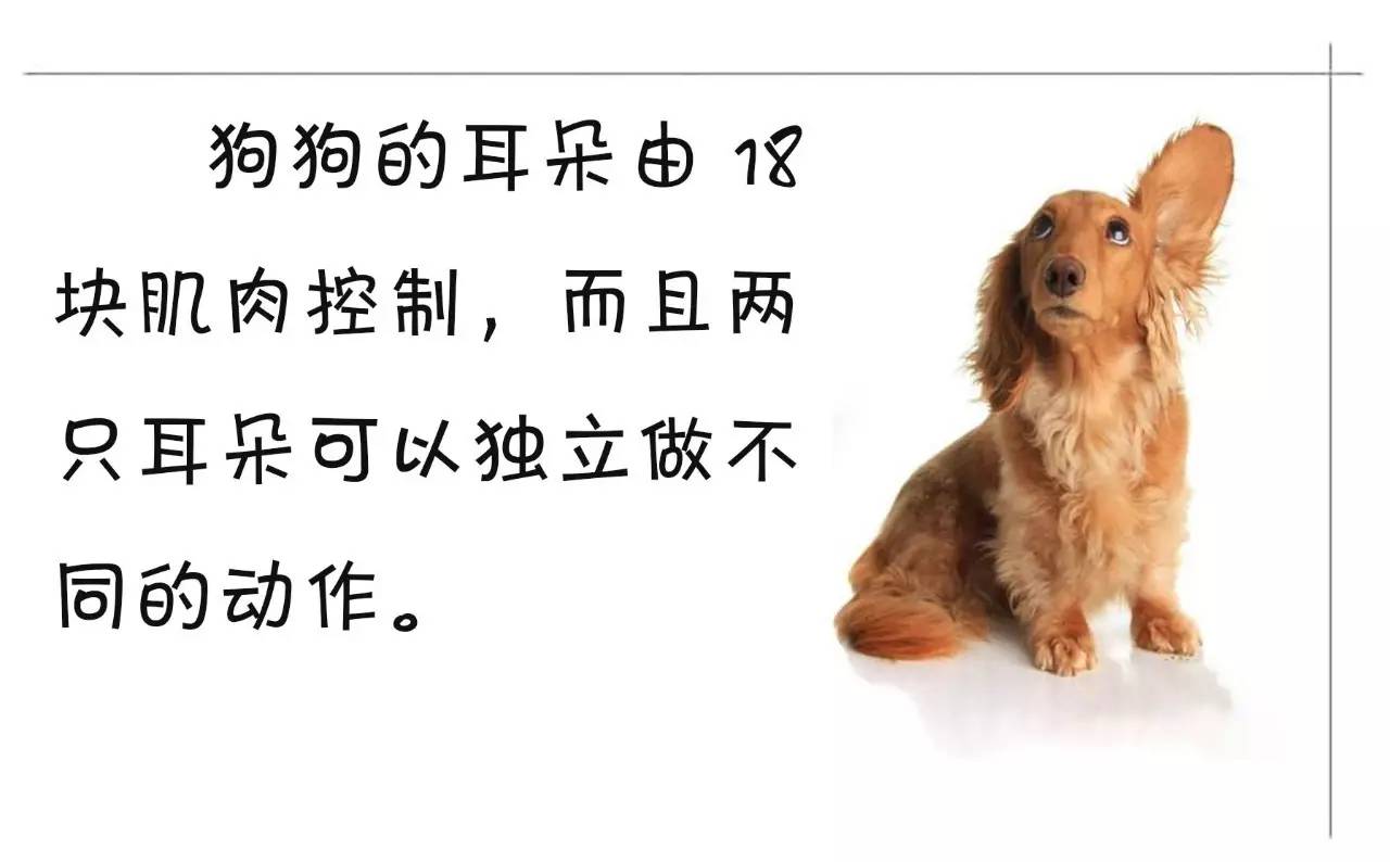 狗狗身上的小秘密!