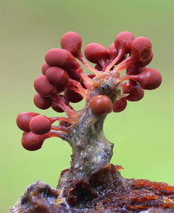 形态各异披着美丽外表的漂亮的菌类蘑菇