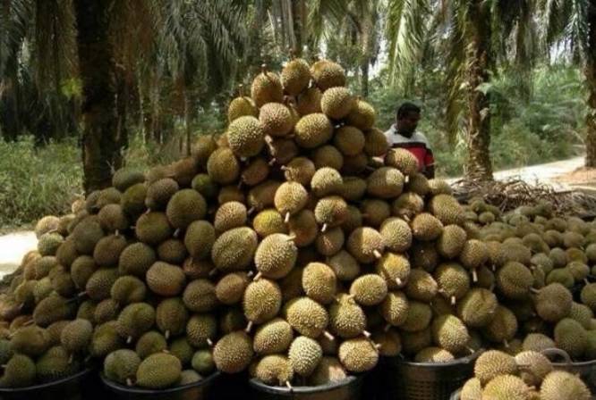 一马猫山王榴莲园 1malaysia musang king durian orchard farm