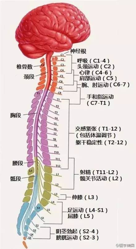 脊神经16几种类型脑出血的ct表现15急性颅内高压所致脑疝的分型14