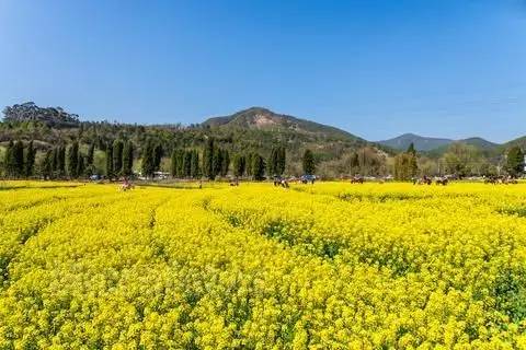 的花盘享受着夏日的阳光▼青龙峡风景区依山而建的一个景点可以爬青山