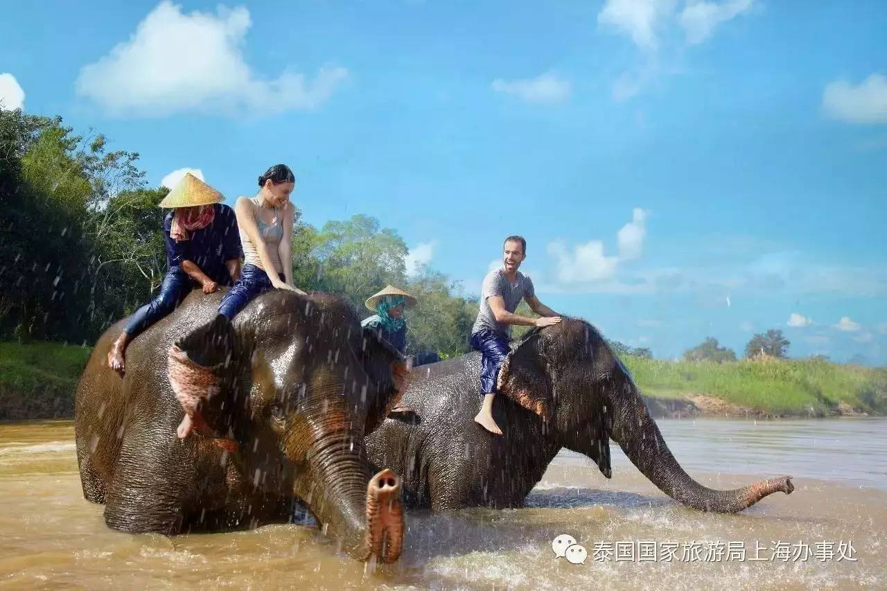 泰国视白象为镇国瑞兽_旅游_环球网