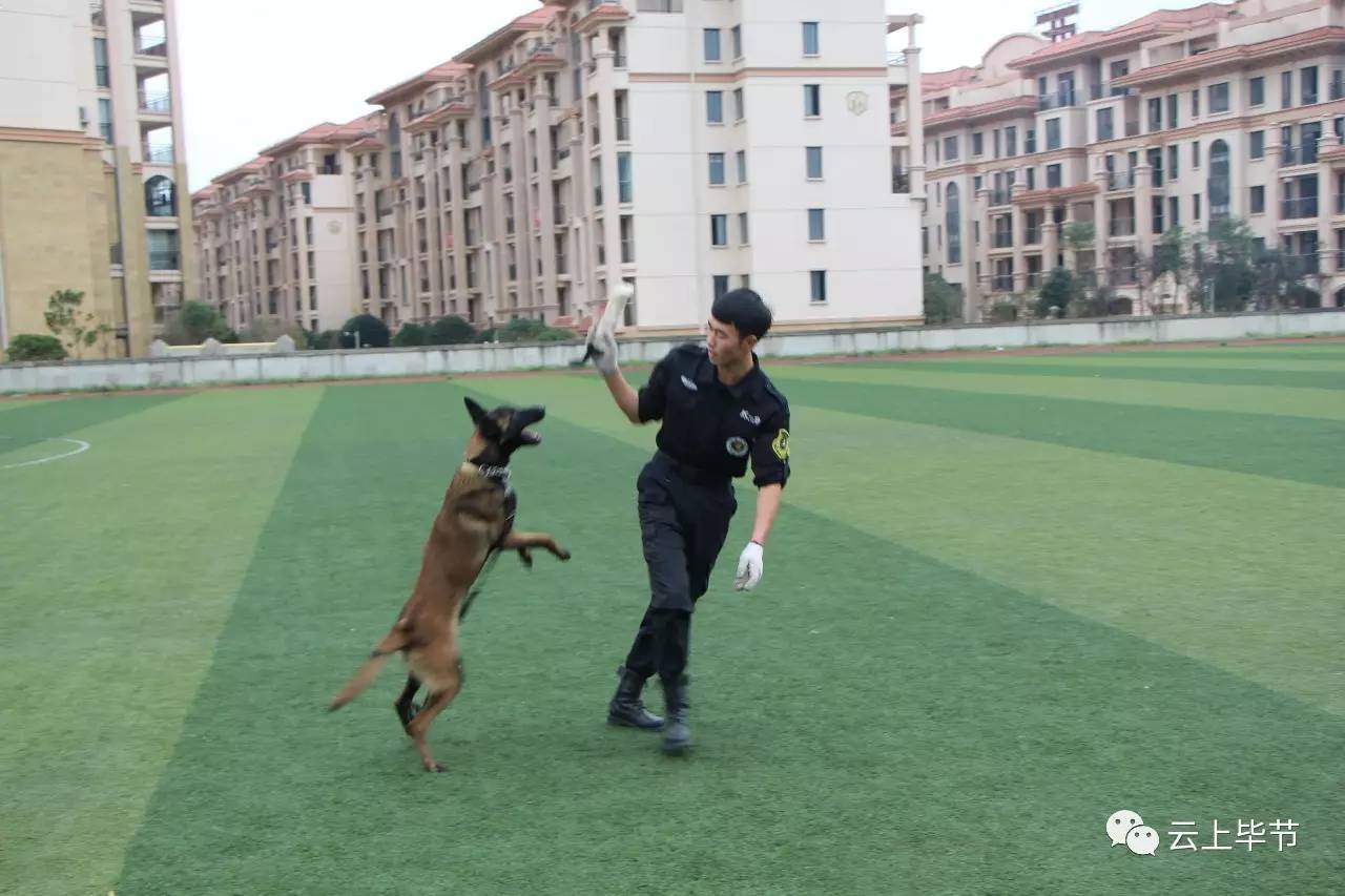 警犬服从性训练