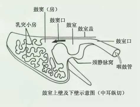 2 鼓室上壁鼓膜中心凹点相当于锤骨柄的尖端,称为脐.