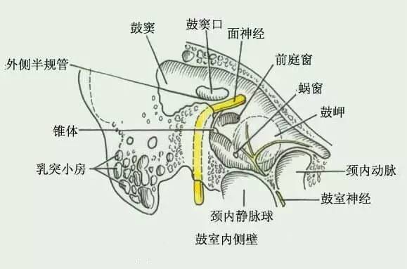 鼓室内壁也称为颈静脉壁,鼓室和颈静脉球被一较上壁狭小的薄骨板分隔