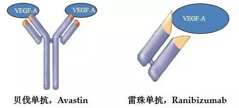 关注阿柏西普国内上市在望康柏西普还能火多久