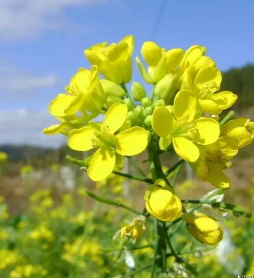 油菜花