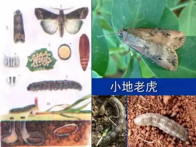 史上最全虫害资料咀嚼式口器害虫刺吸式口器害虫