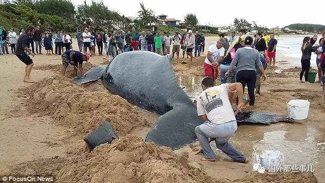 10米长鲸鱼宝宝搁浅 当地群众开挖掘机救援