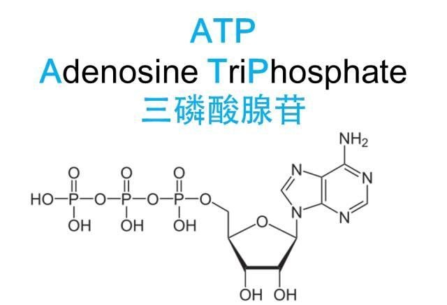 当atp水解成adp(二磷酸腺苷)和磷酸基团(pi)时,便会释放能量,这些