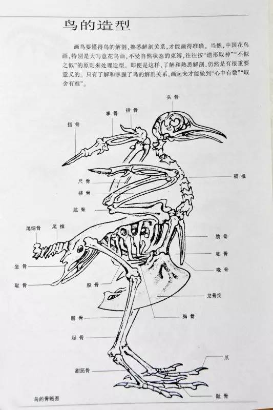 笔墨之情趣谭涤非先生禽鸟类速写