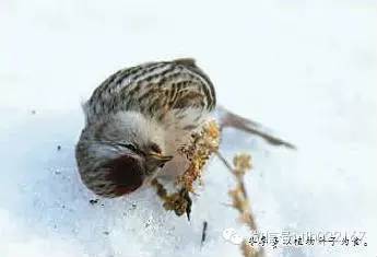 想想那些遥遥万里飞到兴安岭的小小苏雀,不明就里飞上滚笼,面对黄澄澄