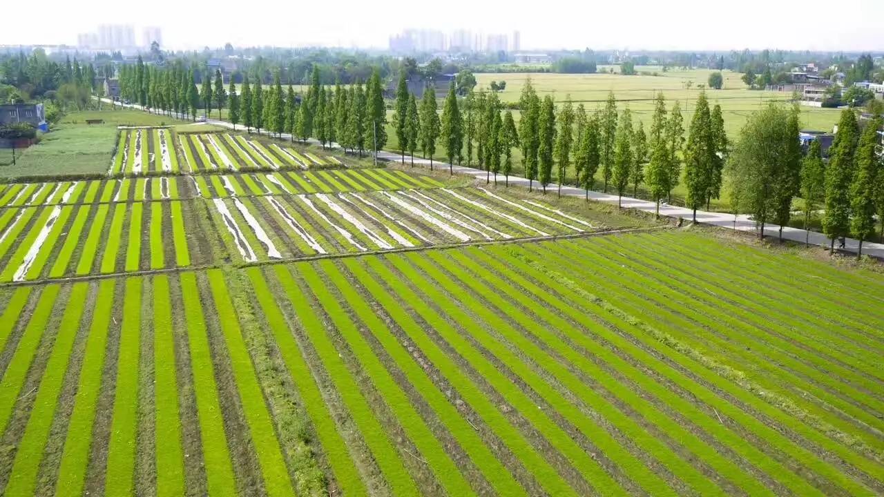 青白江2017年经济总量_青白江花样年江山城