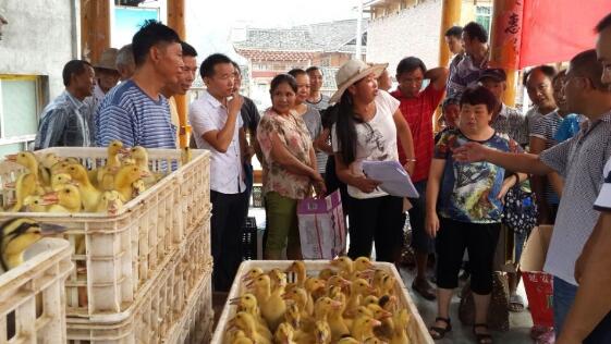 黎平县农业局对口帮扶洪州向贫困户发放“扶贫鸭”助脱贫