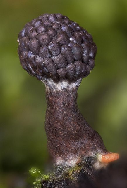 形态各异披着美丽外表的漂亮的菌类蘑菇