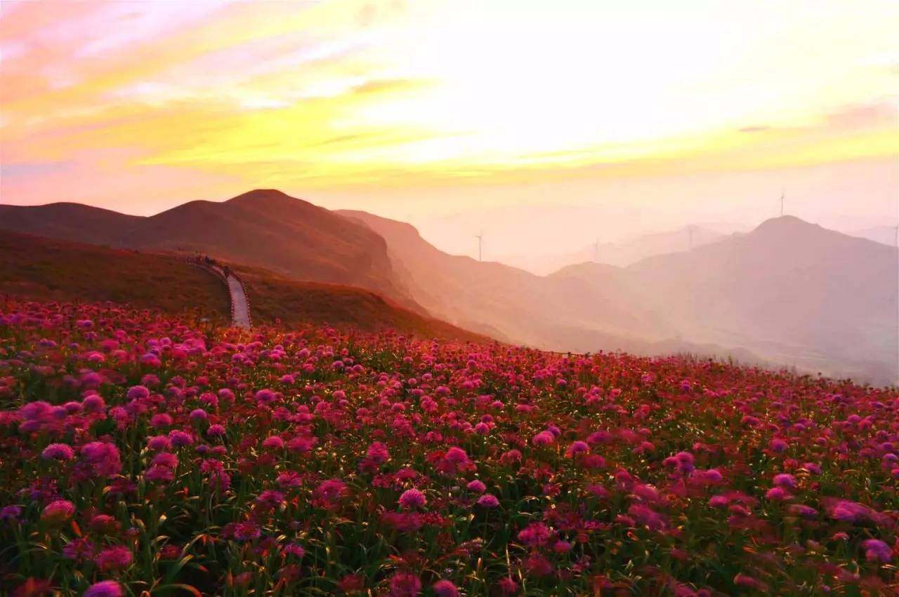 九月全国唯一的高山紫色花海将迎来盛花期错过再等一年